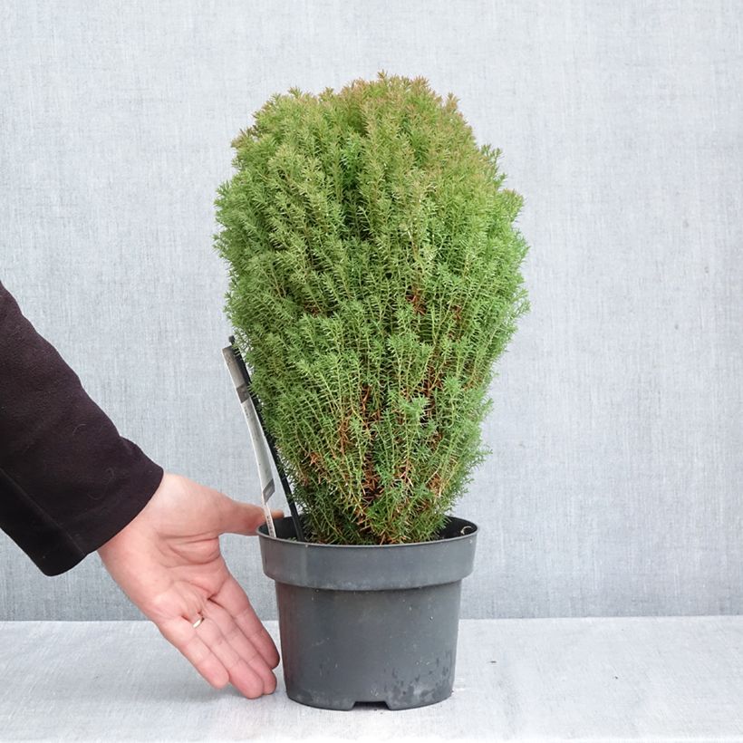 Exemplaar van Thuja occidentalis Teddy - Westerse levensboom Pot van 2 l/3 l zoals geleverd in de herfst