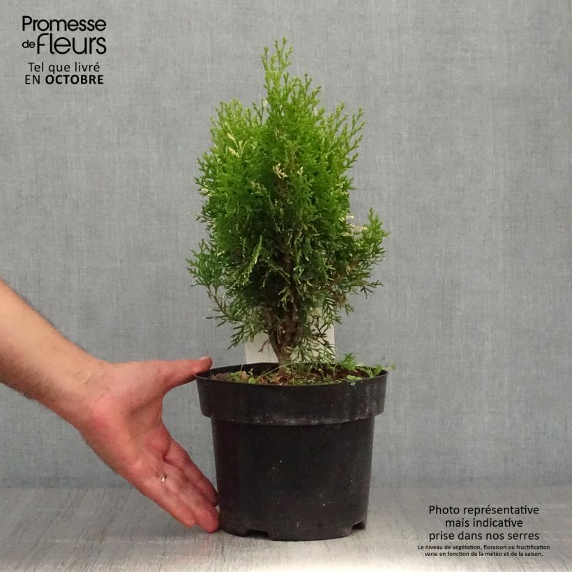 Exemplaar van Thuja orientalis Fleck - Levensboom Pot van 2 l/3 l zoals geleverd in de herfst