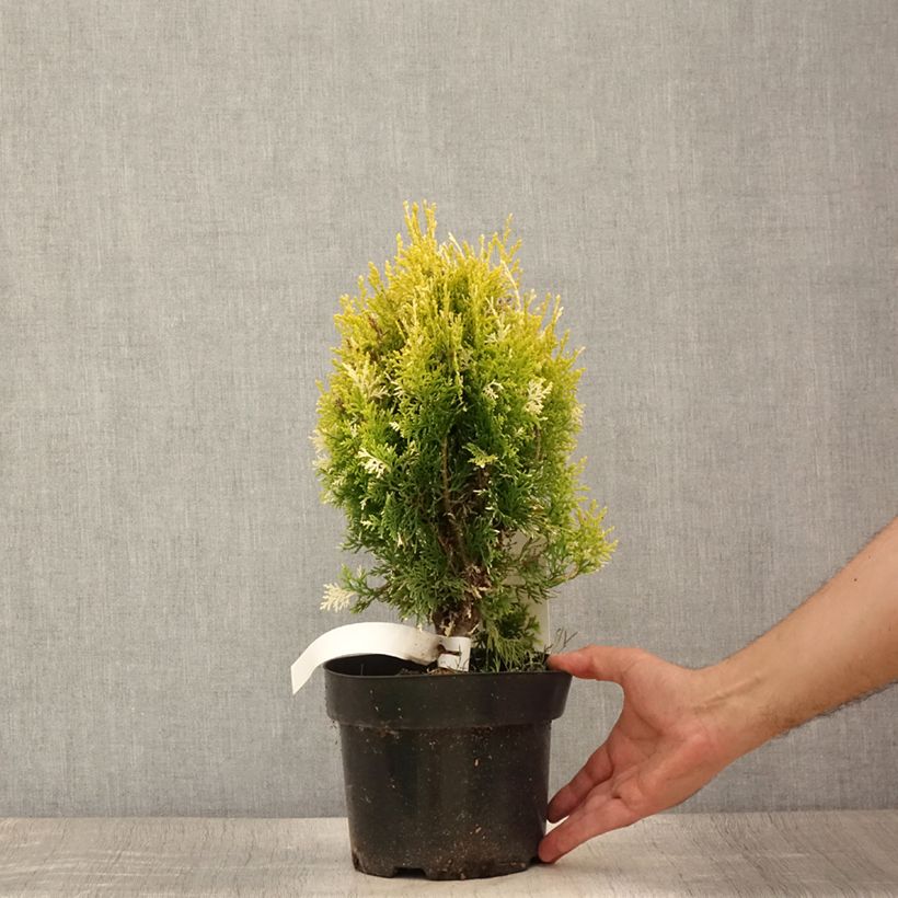Exemplaar van Thuja orientalis Fleck - Levensboom Pot van 2 l/3 l zoals geleverd in de zomer