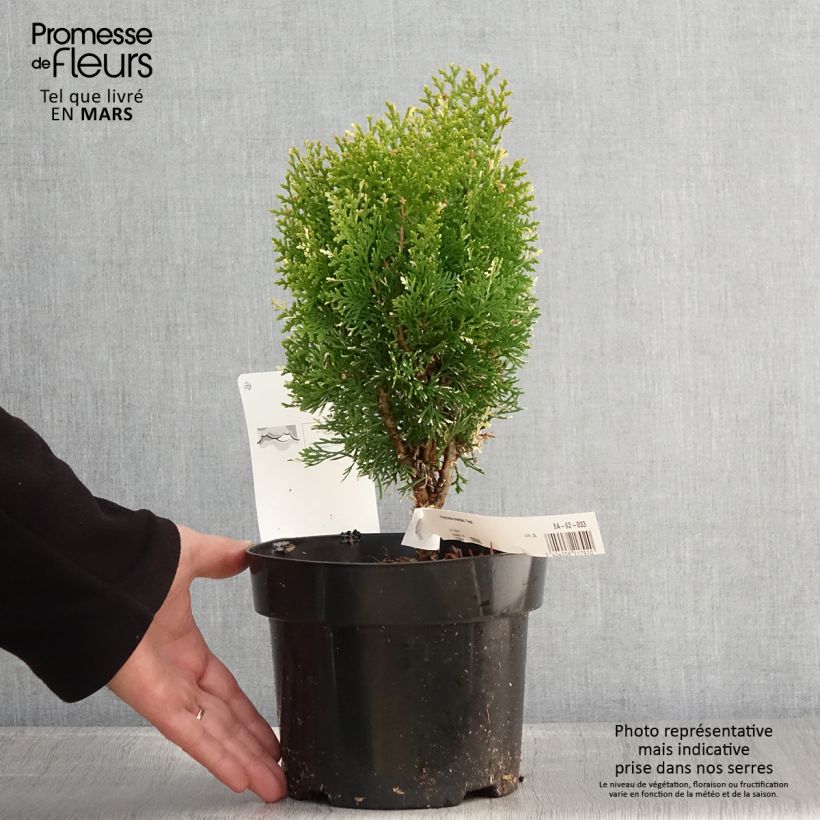 Exemplaar van Thuja orientalis Fleck - Levensboom Pot van 2 l/3 l zoals geleverd in de lente