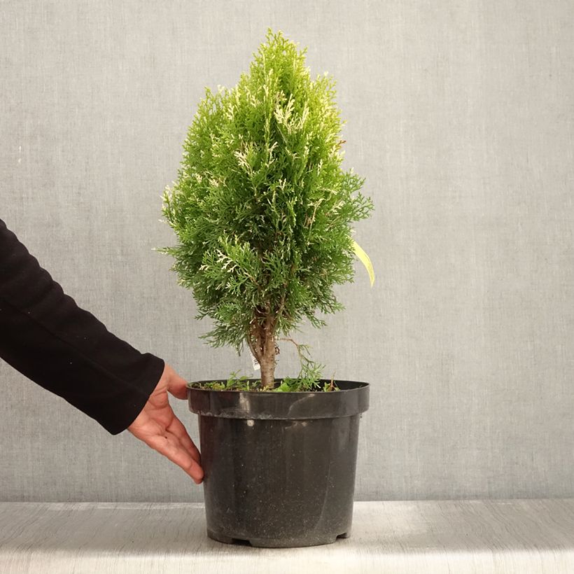 Exemplaar van Thuja orientalis Fleck - Levensboom Pot van 7,5 l/10 l zoals geleverd in de herfst