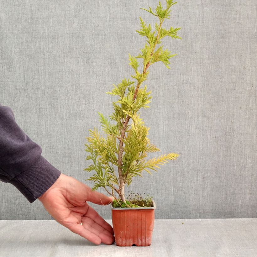Exemplaar van Thuja plicata Can-Can - Reuzenlevensboom Kweekpotje van 8/9 cm zoals geleverd in de herfst