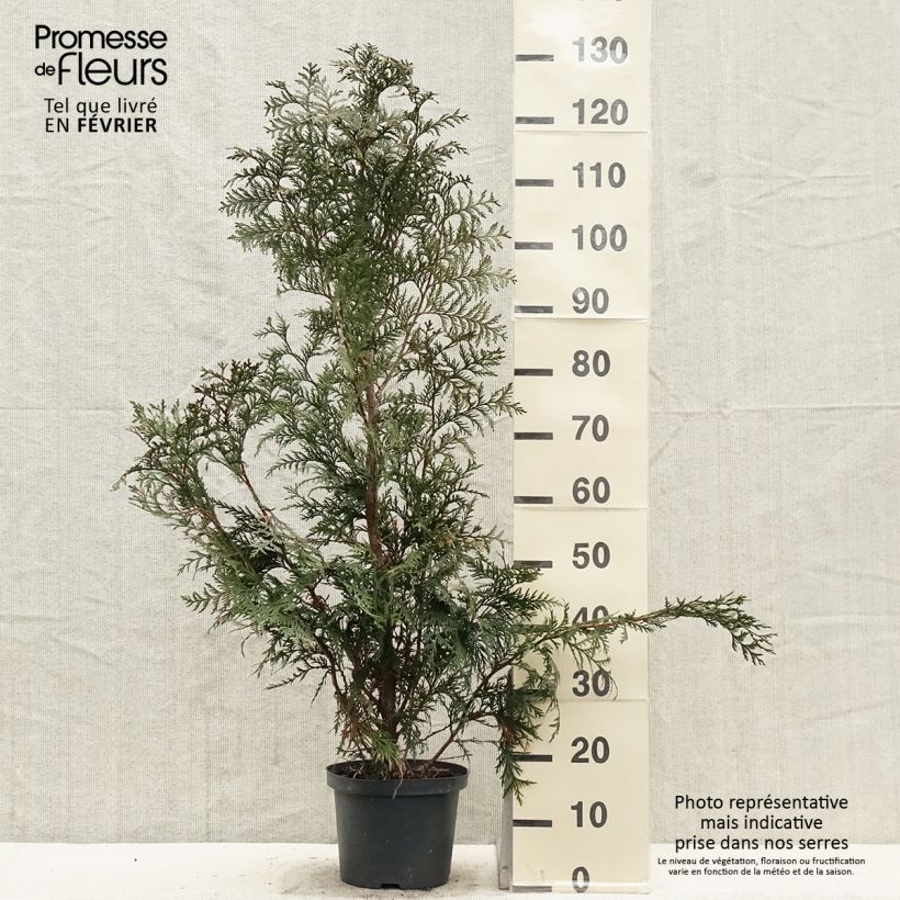 Example of Thuja plicata Excelsa - Reuzenlevensboom Pot van 2 l/3 l as you get in hiver