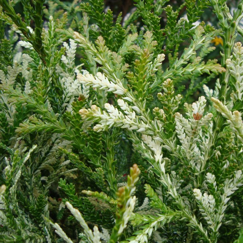 Thujopsis dolabrata Variegata - Hibacipres (Foliage)