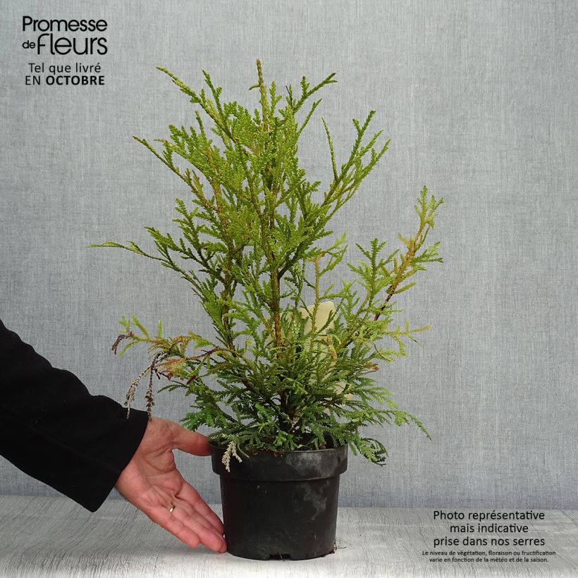 Exemplaar van Thujopsis dolabrata - Hibacipres Pot van 2 l/3 l zoals geleverd in de herfst