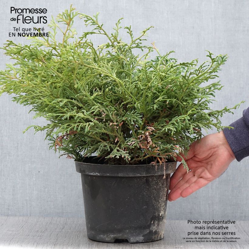 Exemplaar van Thujopsis dolabrata Nana - Hibacipres Pot van 4 l/5 l zoals geleverd in de herfst