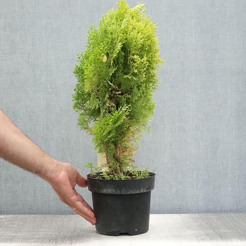 Exemplaar van Platycladus orientalis Aurea Nana - Oosterse levensboom Pot van 2 l/3 l zoals geleverd in de zomer