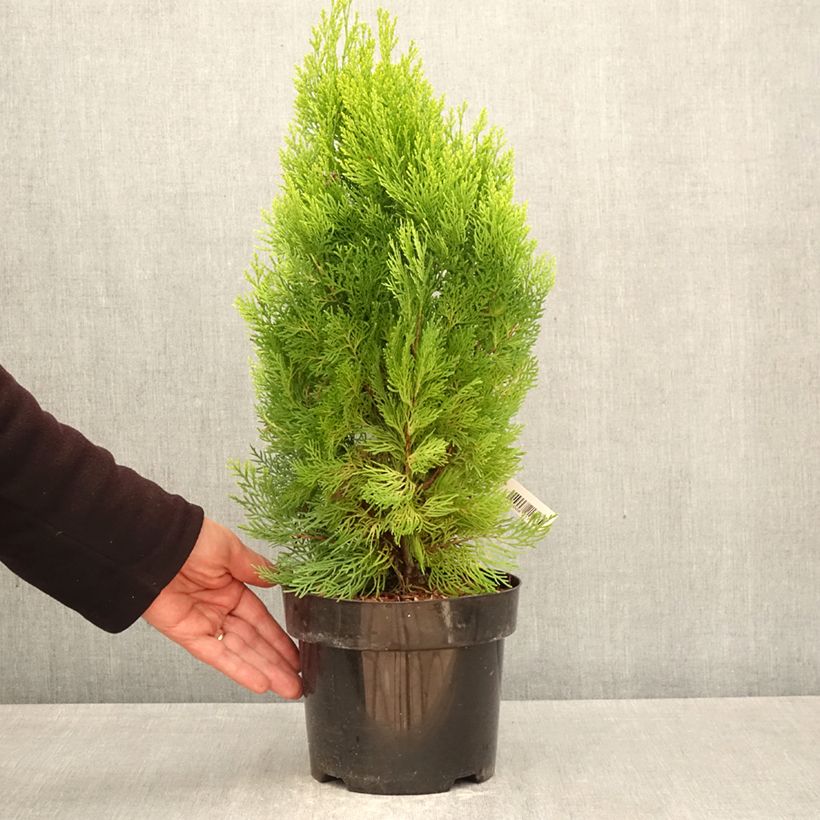 Exemplaar van Thuja orientalis Pyramidalis Aurea - Westerse levensboom Pot van 2 l/3 l zoals geleverd in de lente
