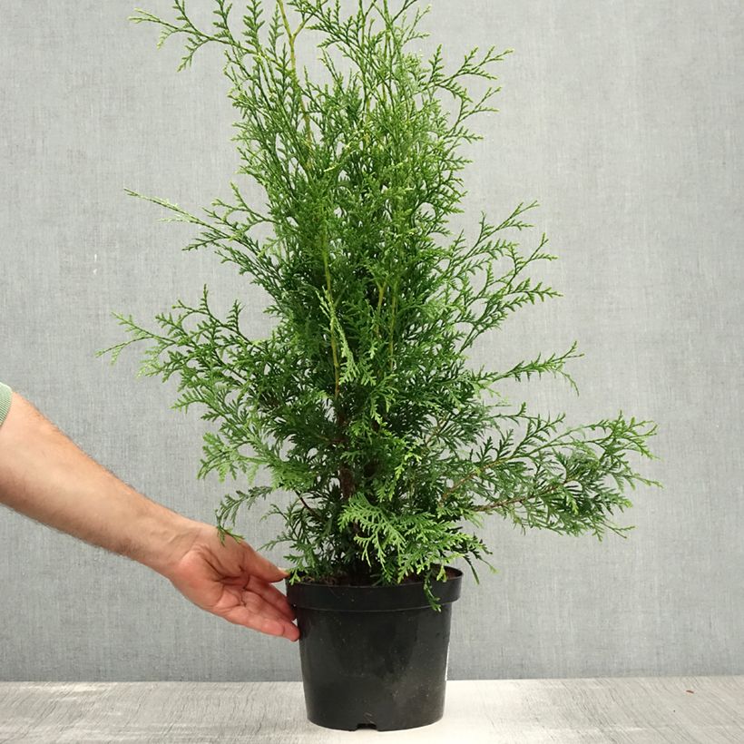 Exemplaar van Thuja occidentalis Brabant - Westerse levensboom Pot van 4 l/5 l zoals geleverd in de zomer