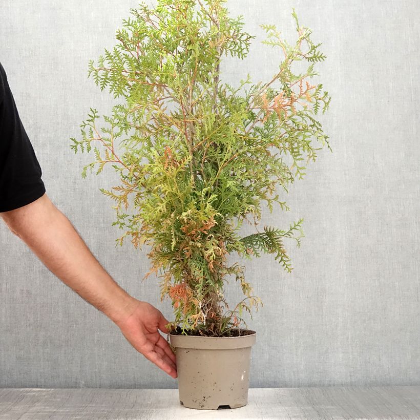 Exemplaar van Thuja occidentalis Brabant - Westerse levensboom Pot van 2 l/3 l zoals geleverd in de zomer