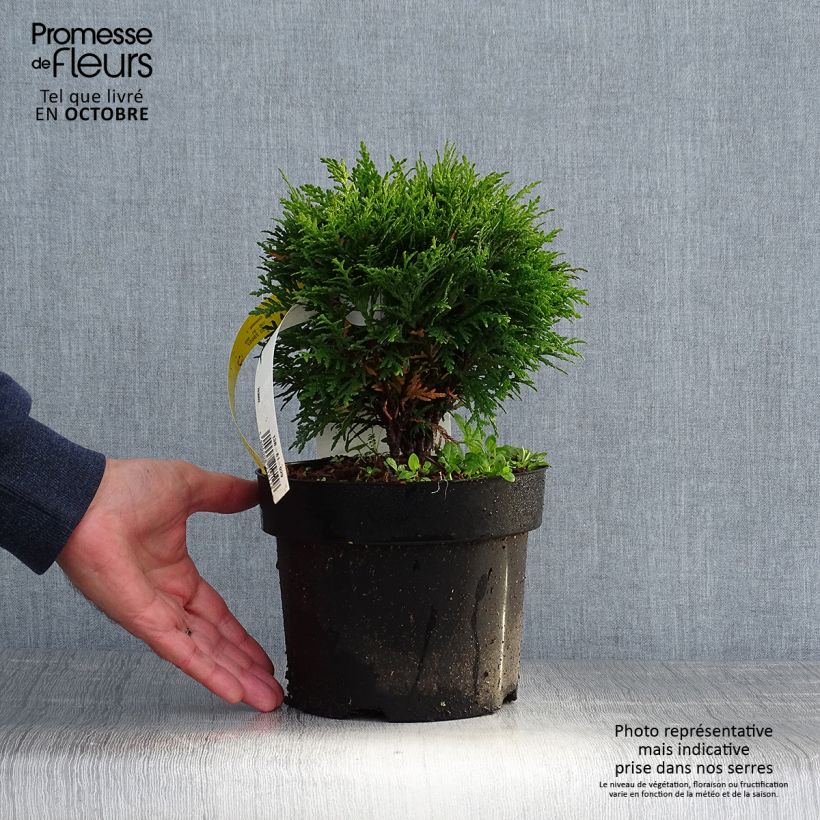 Exemplaar van Thuja occidentalis Danica - Westerse levensboom Pot van 2 l/3 l zoals geleverd in de herfst