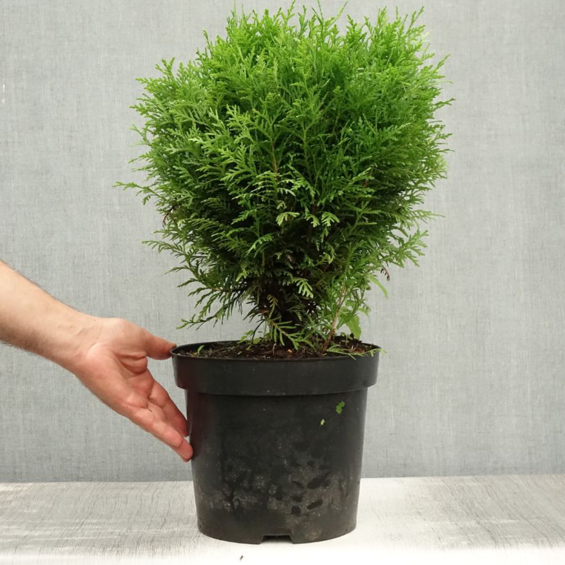 Exemplaar van Thuja occidentalis Danica - Westerse levensboom Pot van 7,5 l/10 l zoals geleverd in de zomer
