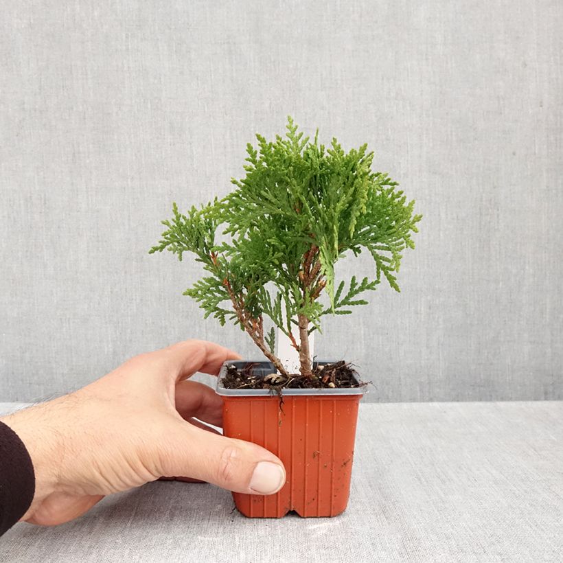 Example of Thuja occidentalis Danica - Westerse levensboom Kweekpotje van 8/9 cm as you get in automne