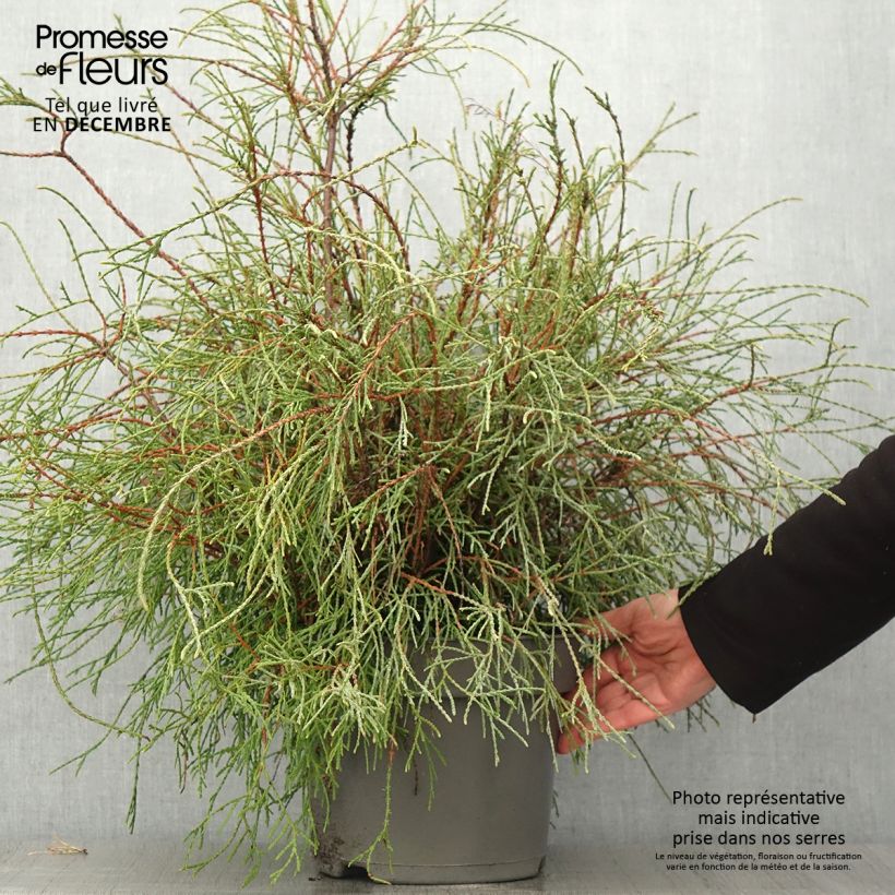 Exemplaar van Thuja occidentalis Filiformis - Westerse levensboom Pot van 7,5 l/10 l zoals geleverd in de herfst
