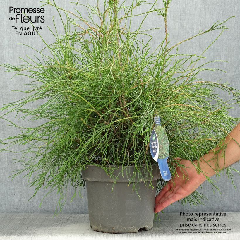 Exemplaar van Thuja occidentalis Filiformis - Westerse levensboom Pot van 7,5 l/10 l zoals geleverd in de zomer