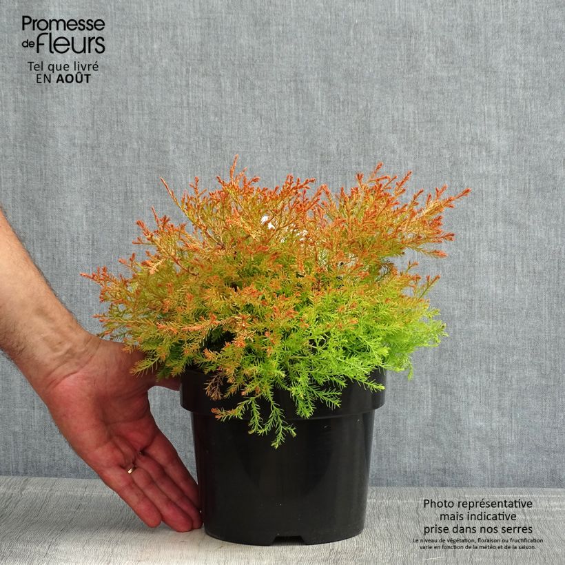 Exemplaar van Thuja occidentalis Fire Chief - Westerse levensboom Pot van 2 l/3 l zoals geleverd in de zomer