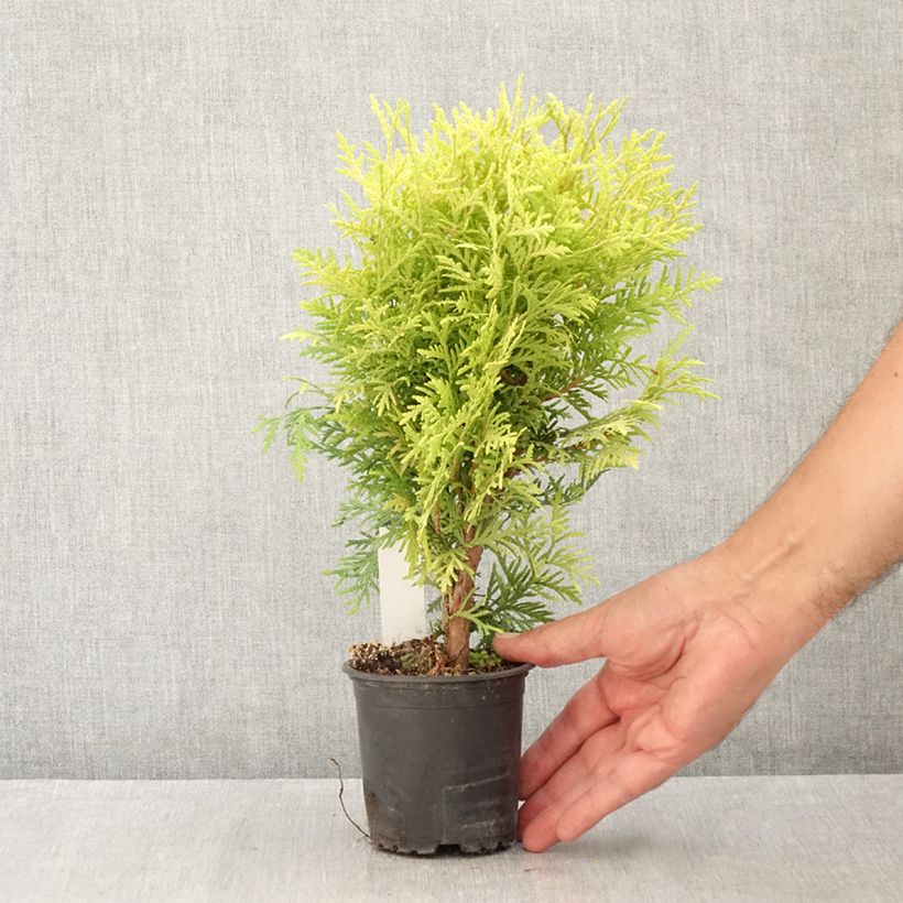 Exemplaar van Thuja occidentalis Globosa Aurea - Westerse levensboom Kweekpotje van 8/9 cm zoals geleverd in de zomer