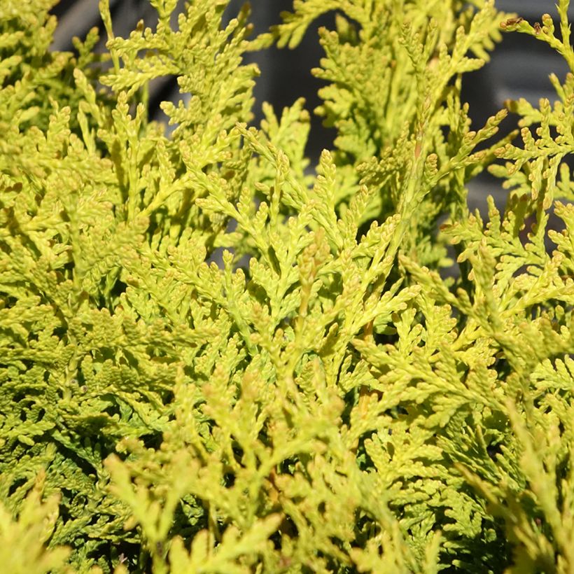 Thuja occidentalis Golden Brabant - Westerse levensboom (Blad)