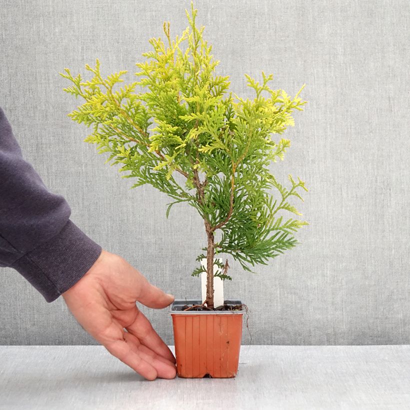 Example of Thuya du Canada - Thuja occidentalis Golden Brabant Kweekpotje van 8/9 cm as you get in printemps