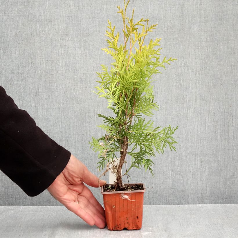 Exemplaar van Thuja occidentalis Golden Globe - Westerse levensboom Kweekpotje van 8/9 cm zoals geleverd in de herfst