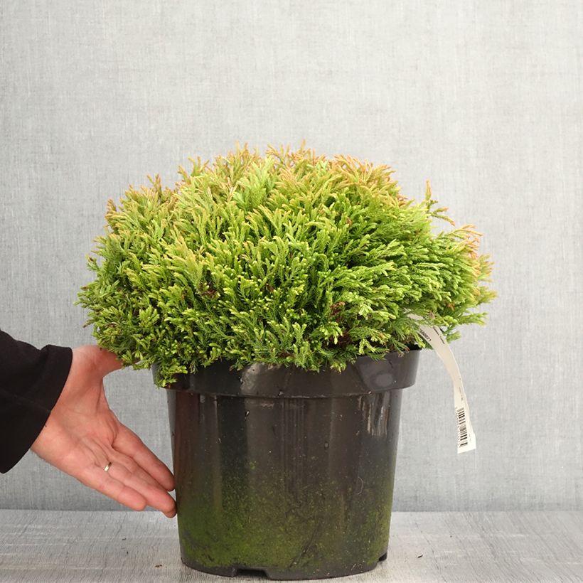 Example of Thuja occidentalis Golden Tuffet - Westerse levensboom Pot van 7,5 l/10 l as you get in printemps