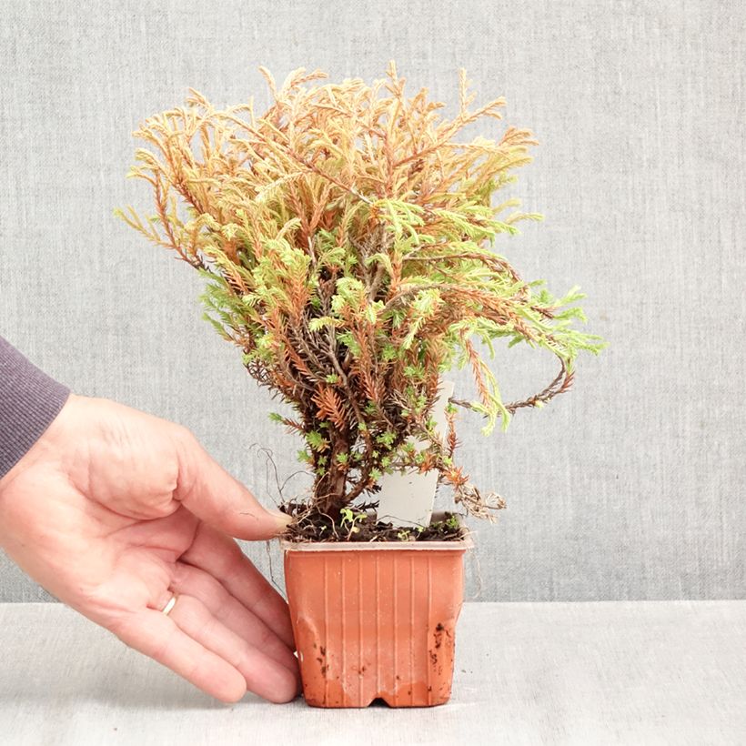 Exemplaar van Thuja occidentalis Golden Tuffet - Westerse levensboom Kweekpotje van 8/9 cm zoals geleverd in de herfst