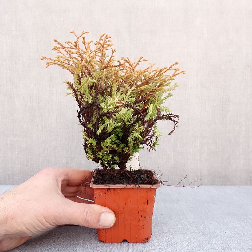 Example of Thuja occidentalis Golden Tuffet - Westerse levensboom Kweekpotje van 8/9 cm as you get in hiver