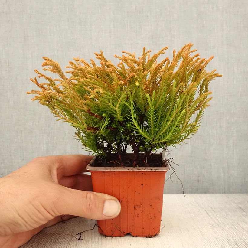 Exemplaar van Thuja occidentalis Golden Tuffet - Westerse levensboom Kweekpotje van 8/9 cm zoals geleverd in de lente