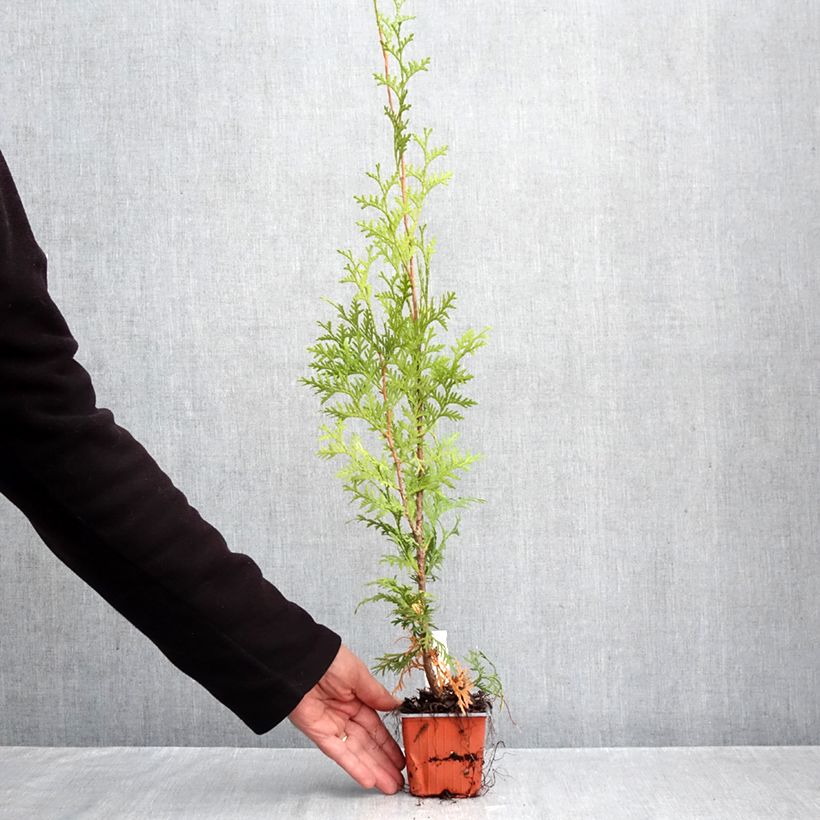 Exemplaar van Thuja occidentalis King of Brabant - Westerse levensboom Kweekpotje van 8/9 cm zoals geleverd in de herfst