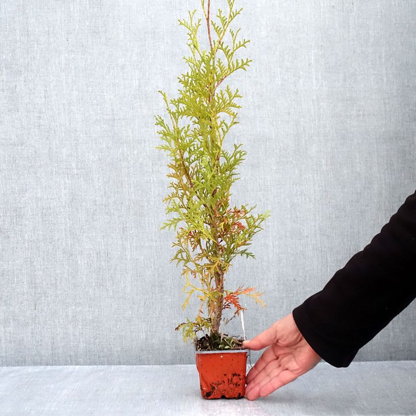 Exemplaar van Thuja occidentalis Malonyana Aurea - Westerse levensboom Kweekpotje van 8/9 cm zoals geleverd in de herfst
