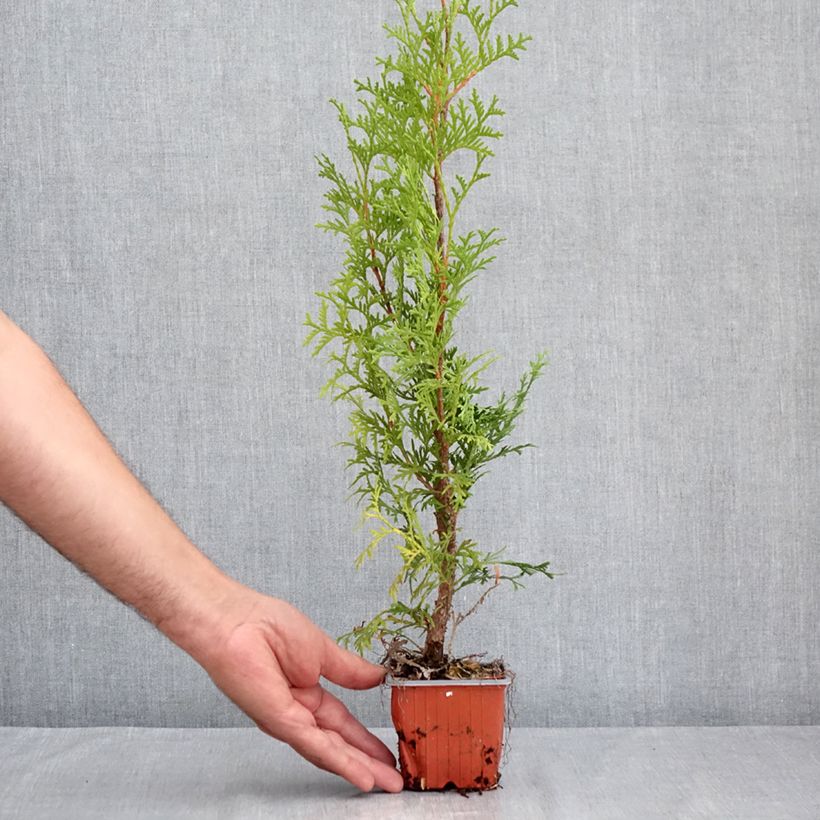 Example of Thuya du Canada - Thuja occidentalis Malonyana Aurea Kweekpotje van 8/9 cm as you get in ete