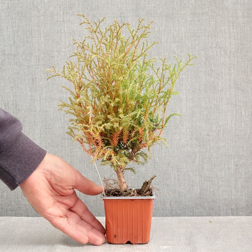Exemplaar van Thuja occidentalis Mr Bowling Ball - Westerse levensboom Kweekpotje van 8/9 cm zoals geleverd in de herfst
