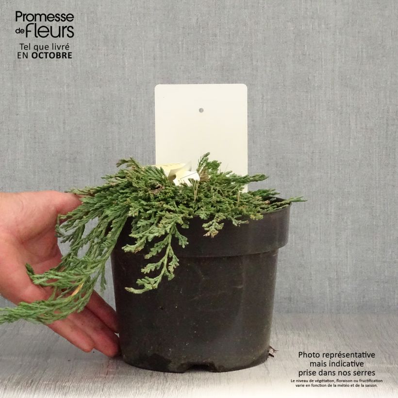 Exemplaar van Thuja occidentalis Pancake Concesarini - Westerse levensboom Pot van 2 l/3 l zoals geleverd in de herfst