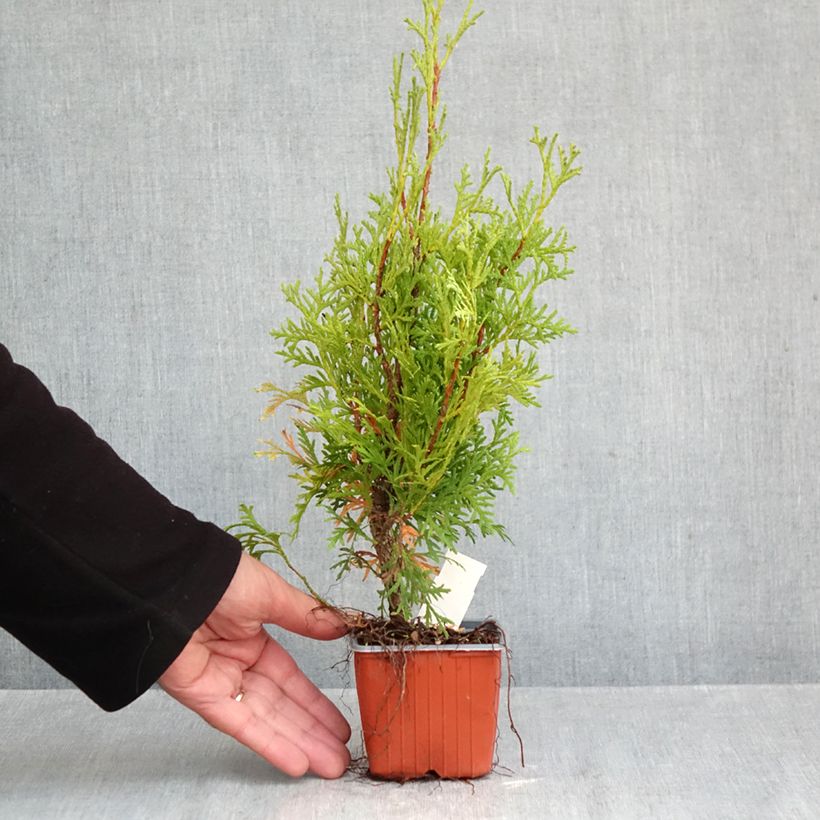 Exemplaar van Thuja occidentalis Pyramidalis Compacta - Westerse levensboom Kweekpotje van 8/9 cm zoals geleverd in de herfst