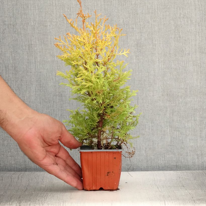 Exemplaar van Thuja occidentalis Rheingold - Westerse levensboom Kweekpotje van 8/9 cm zoals geleverd in de zomer