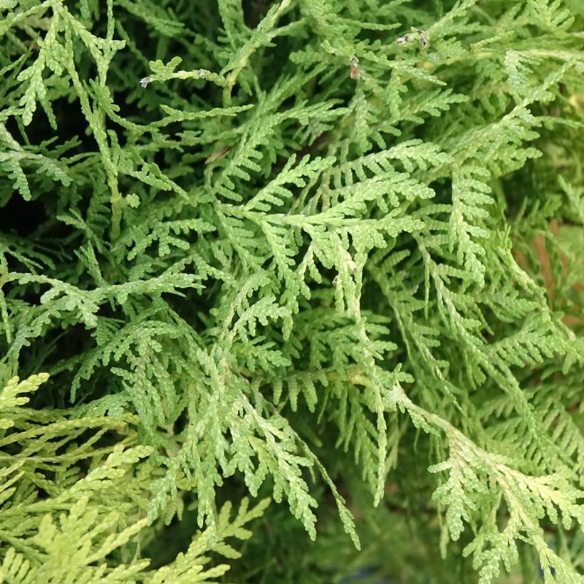 Thuja occidentalis Selena - Westerse levensboom (Blad)