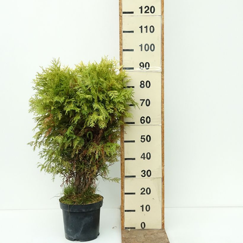 Exemplaar van Thuja occidentalis Selena - Westerse levensboom Pot van 7,5 l/10 l zoals geleverd in de herfst