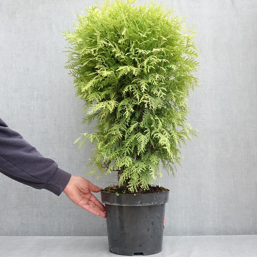 Example of Thuya du Canada - Thuja occidentalis Selena Pot van 7,5 l/10 l as you get in printemps