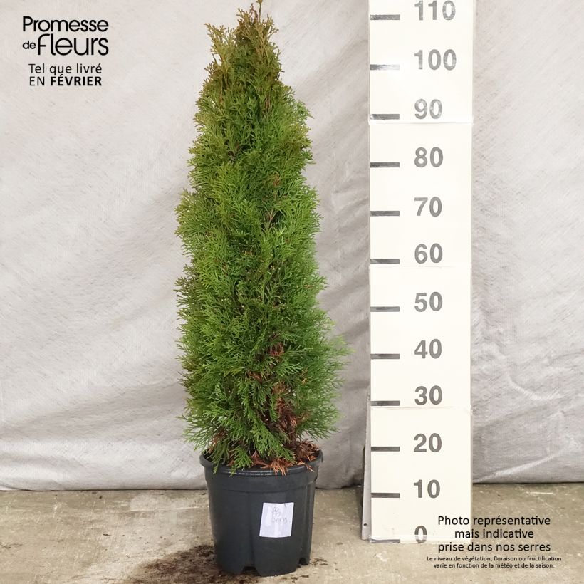 Example of Thuya du Canada - Thuja occidentalis Smaragd Pot van 7,5 l/10 l as you get in hiver
