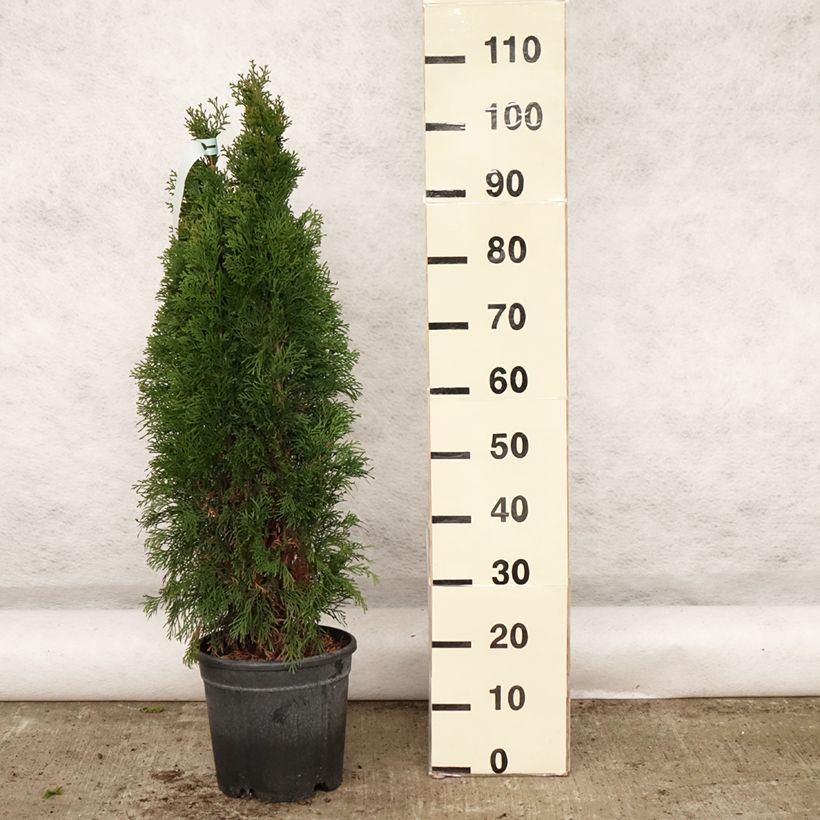 Exemplaar van Thuja occidentalis Smaragd - Westerse levensboom Pot van 7,5 l/10 l zoals geleverd in de lente