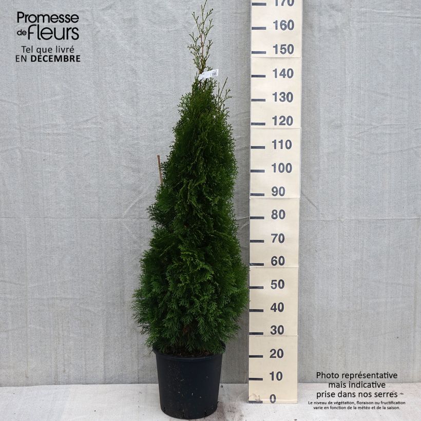 Exemplaar van Thuja occidentalis Smaragd - Westerse levensboom Pot van 12 l/15 l zoals geleverd in de herfst