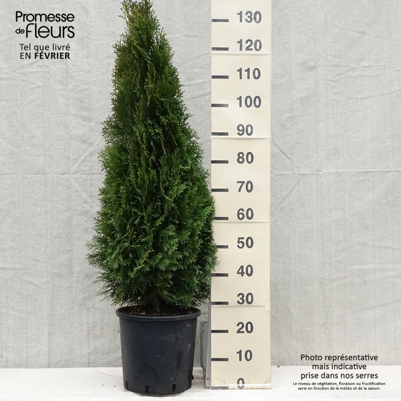 Example of Thuya du Canada - Thuja occidentalis Smaragd Pot van 12 l/15 l as you get in hiver