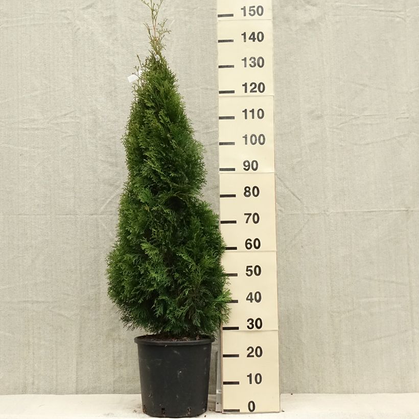 Exemplaar van Thuja occidentalis Smaragd - Westerse levensboom Pot van 12 l/15 l zoals geleverd in de lente