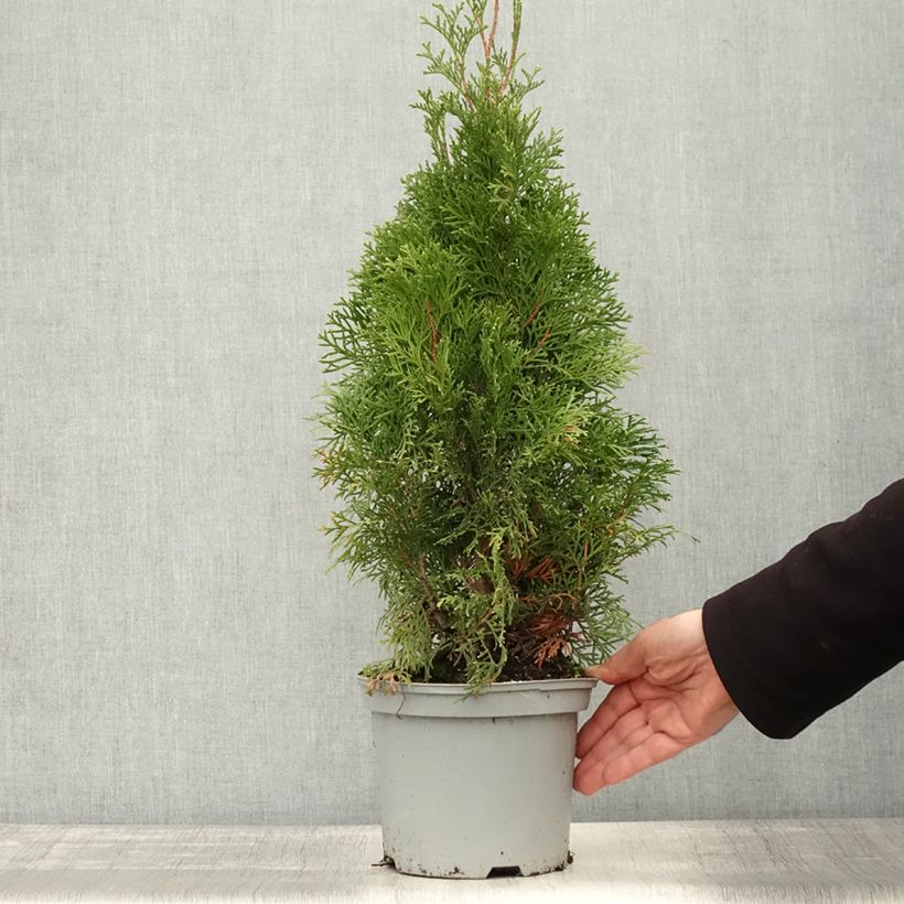 Exemplaar van Thuja occidentalis Smaragd - Westerse levensboom Pot van 3 l/4 l zoals geleverd in de herfst