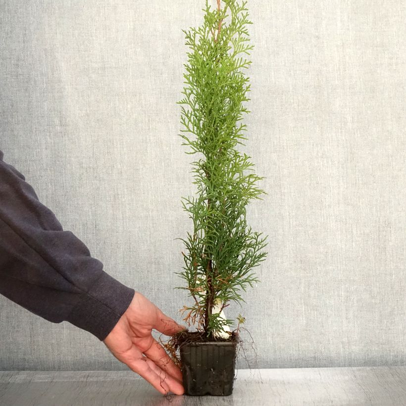 Exemplaar van Thuja occidentalis Smaragd - Westerse levensboom Kweekpotje van 8/9 cm zoals geleverd in de herfst