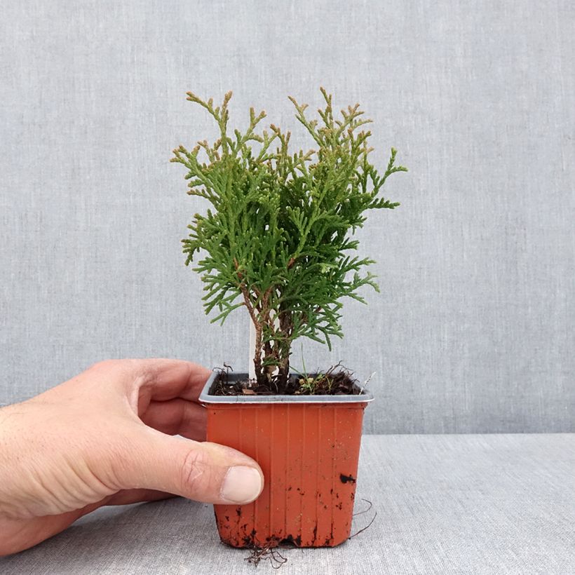 Exemplaar van Thuja occidentalis Tiny Tim - Westerse levensboom Kweekpotje van 8/9 cm zoals geleverd in de lente