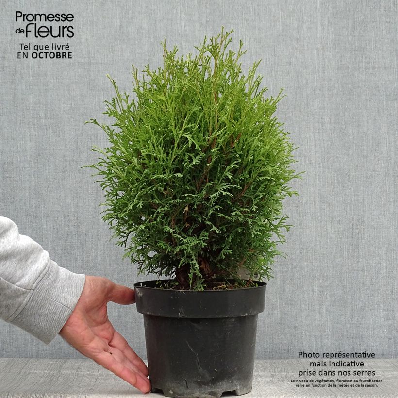 Exemplaar van Thuja occidentalis Tiny Tim - Westerse levensboom Pot van 2 l/3 l zoals geleverd in de herfst