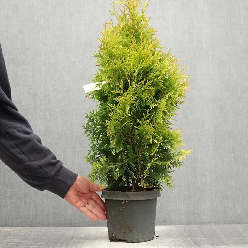Exemplaar van Thuja occidentalis Yellow Ribbon - Westerse levensboom Pot van 2 l/3 l zoals geleverd in de zomer