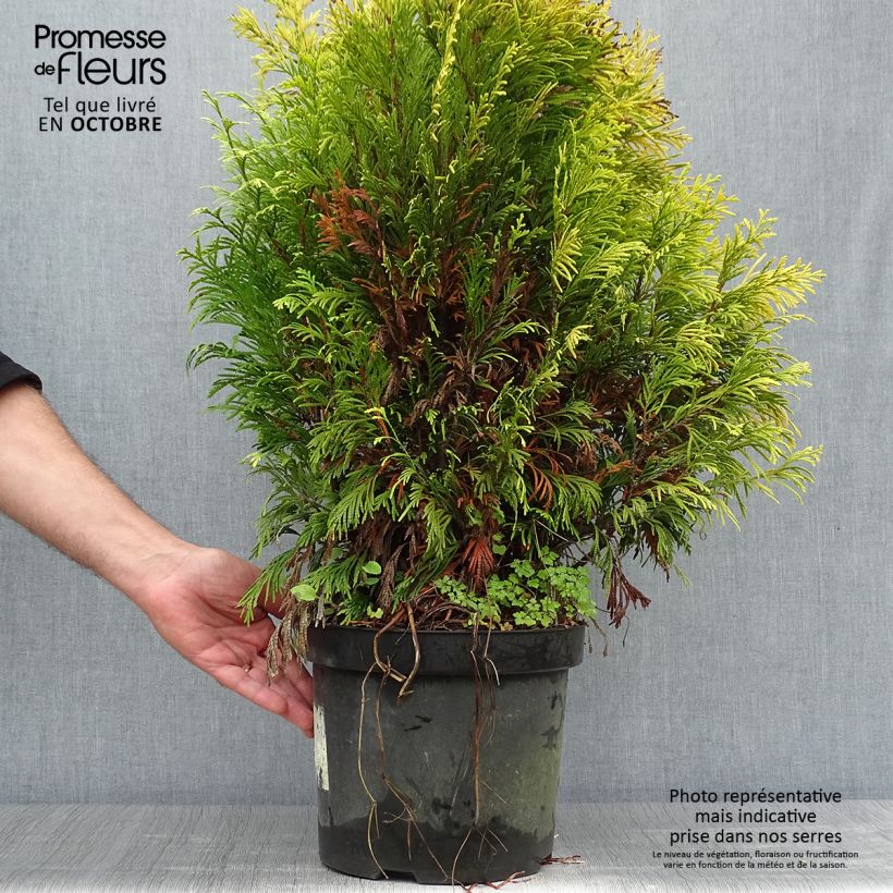 Exemplaar van Thuja plicata 4 Ever Goldy - Reuzenlevensboom Pot van 6 l/7 l zoals geleverd in de herfst