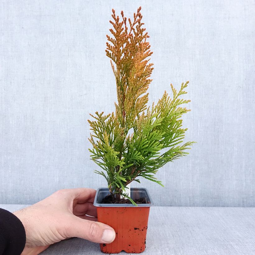 Example of Thuya géant - Thuja plicata 4 Ever Goldy Kweekpotje van 8/9 cm as you get in hiver